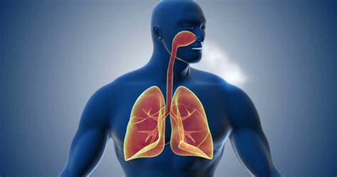 The 12 parts of the respiratory system (characteristics and functions) | 【 2024