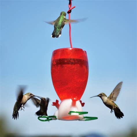 Hummingbird Feeders — Birdertown