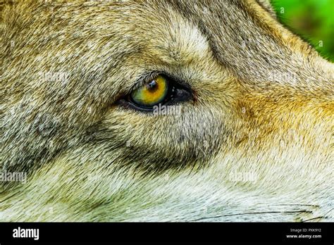 Gray Timber Western Wolf Canus lupus Yellow Eye Stock Photo - Alamy