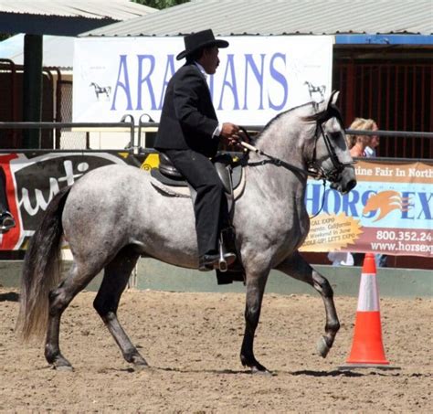 Blue Roan Horses: A Comprehensive Guide To This Unique Color