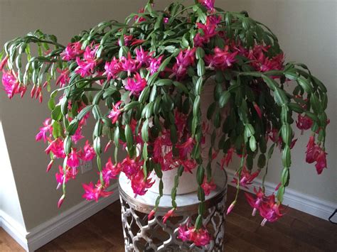 schlumbergera buckleyi | Plantas, Flores, Cactus