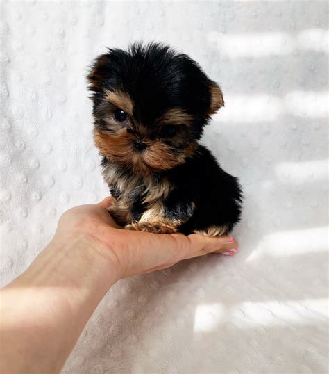 EXTREME MICRO TEACUP PURSE PUPPY YORKIE UNBELIEVABLE!! - iHeartTeacups