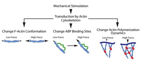 December Newsletter: Actin Cytoskeleton and Mechanotransduction