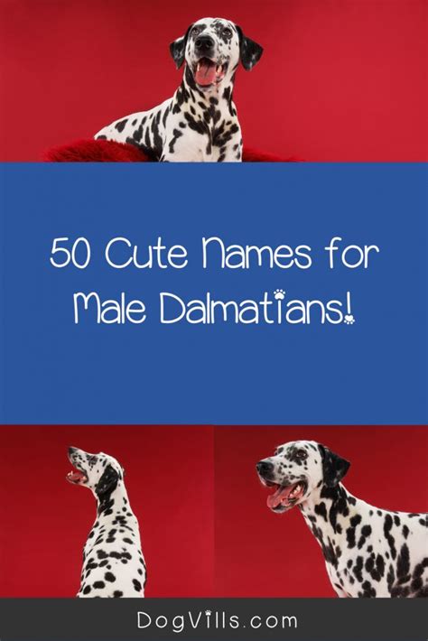 100 Absolutely Darling Dalmatian Dog Names - DogVills | Dog names, Dalmatian dogs, Dalmatian