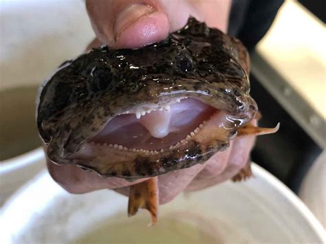 Oyster Toadfish — Hudson River Park