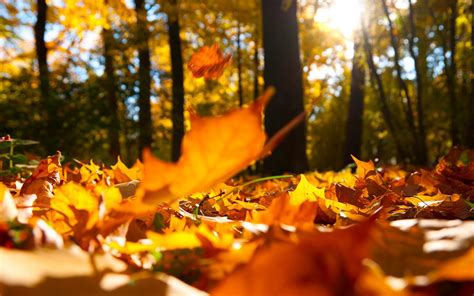 leaves, Macro, Trees, Autumn Wallpapers HD / Desktop and Mobile Backgrounds