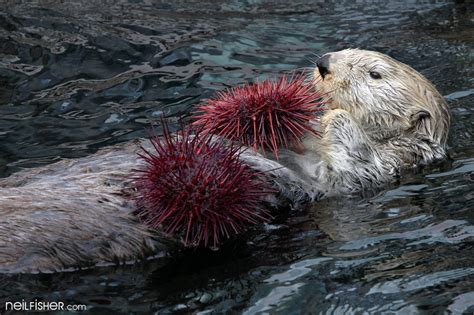 otter and sea urchin - Google Search | Sea otter, Otters, Sea mammal