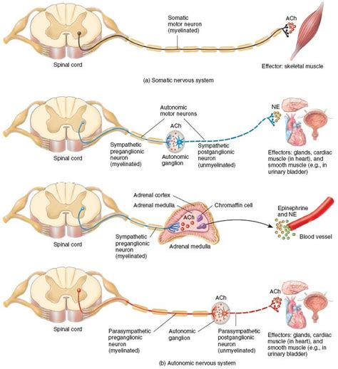 In This Diagram Where Would Somatic Motor Nuclei Be Located