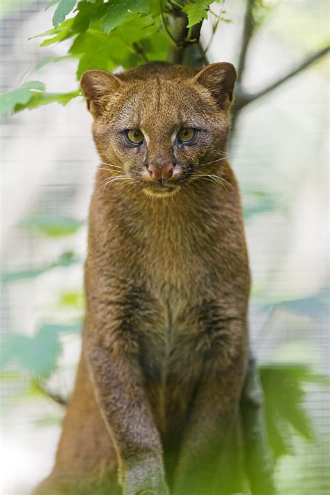 Shy jaguarundi? | This cute jaguarundi on a tree was looking… | Flickr