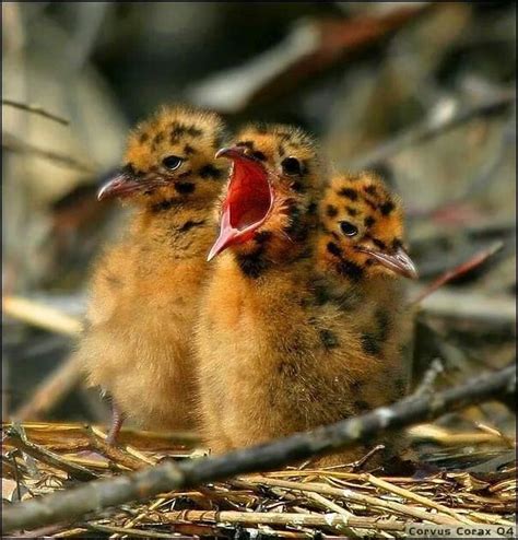 Black headed gull chicks British Wildlife, Gull, Mom And Baby ...