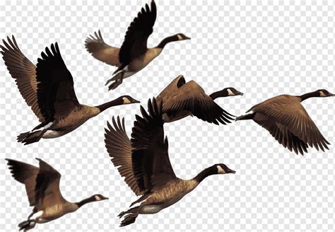 Animals, Birds, Flying, Geese, Goose, png | PNGWing