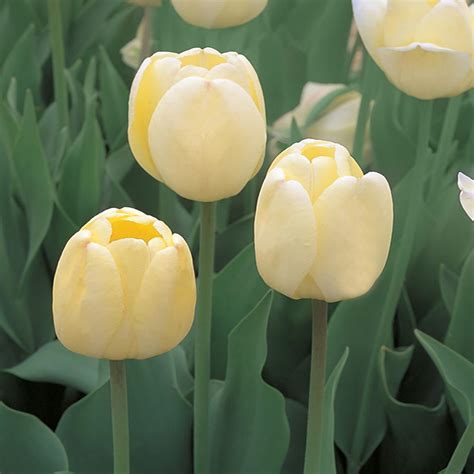 1.71-Pint White Tulip Bulb-4979 - The Home Depot