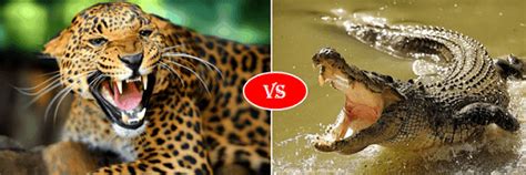 Crocodile vs Jaguar fight comparison- who will win?