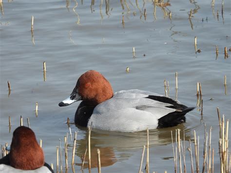 Common Pochard from 池多, 富山市, 富山県, JP on February 21, 2021 at 01:41 PM ...