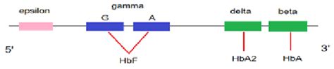 Beta globin gene cluster on chromosome 11 showing all five beta globin ...