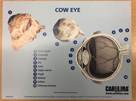 Cow Eye Anatomy Quizlet