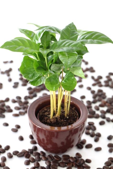 Indoor coffee plant 1 | Кофейня, Растения, Комнатные растения