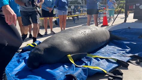 Two manatees released back into wild at TECO Manatee Viewing Center