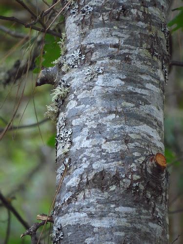 255/365 — Alder bark | Red alder (Alnus rubra). All the surf… | Flickr