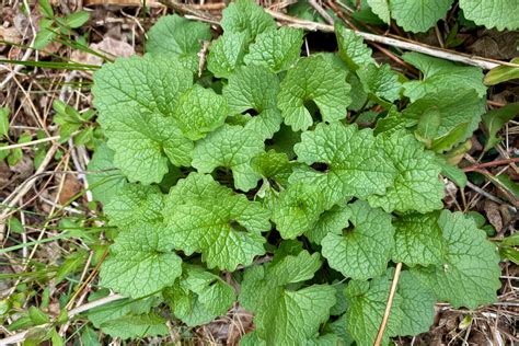 Wild Edible Recipe: Garlic Mustard Pesto – Seashore to Forest Floor