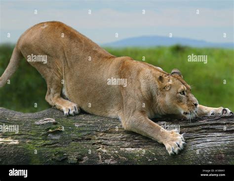 Lion Claws High Resolution Stock Photography and Images - Alamy