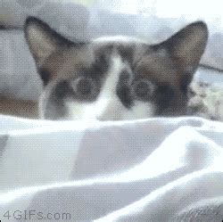 Cat Stare GIFs - Find & Share on GIPHY