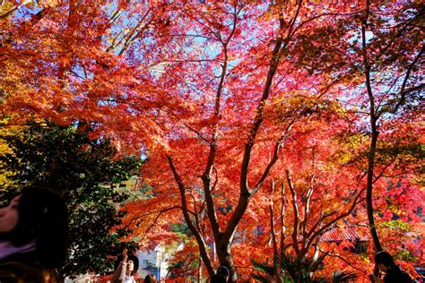 Stunning Photos of Autumn in Japan • The Petite Wanderess