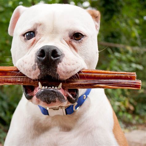 The Best Chew Toys for Dogs in 2021 - Pets Guided | Bully sticks, Dog chews, Dogs