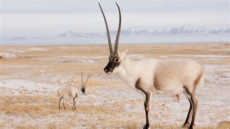 Tibetan Antelope