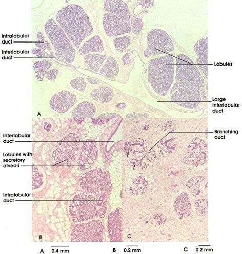 Mammary glands, human