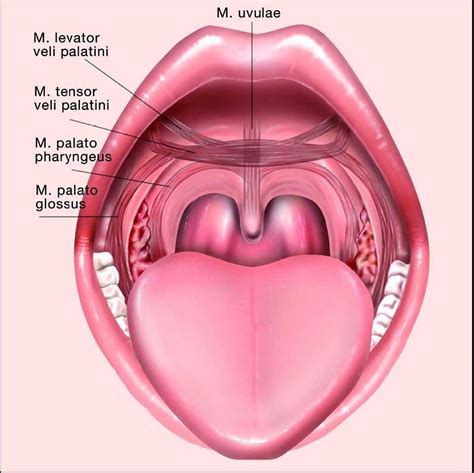 Throat surgery, Throat anatomy, Anatomy