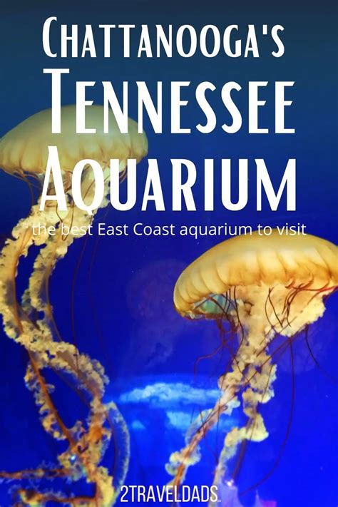 Chattanooga's Tennessee Aquarium: the best family fish-perience