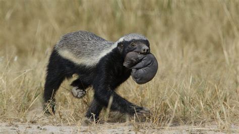 honey badger, ratel (Mellivora capensis | Animals, Baby animals, Cute animals