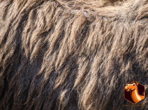 Camel's Thick Fur Coat and Its Benefits - Everything You Need to Know