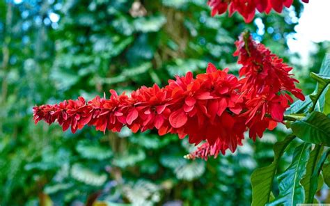 National Flower of Trinidad anf Tobago | Trinidad, Flower drawing, Forest flowers