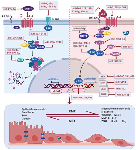 MicroRNAs target the Wnt/β‑catenin signaling pathway to regulate epithelial‑mesenchymal ...