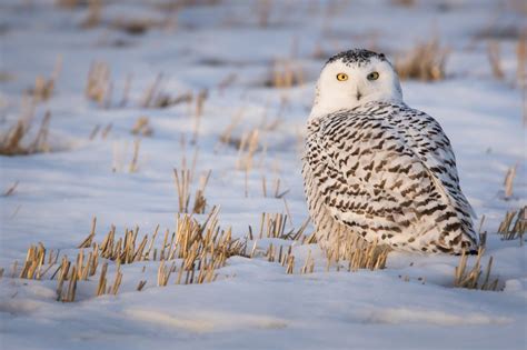 What Do Snowy Owls Eat? Are They Carnivores? - Polar Guidebook