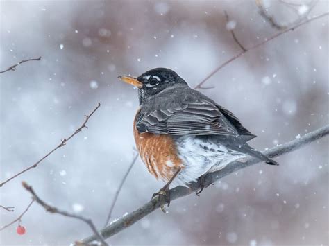 American Robins In Winter (Location, Behavior, Survival +… | Birdfact