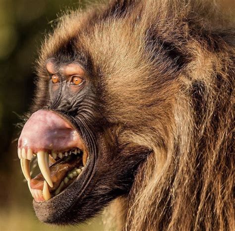 Gelada teeth em 2024 | Animais perigosos, Animais africanos, Primatas