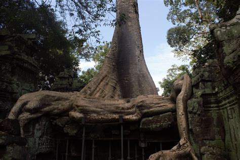 Amazing Tomb Raider Temple - Ta Prohm, Siem Reap, Cambodia