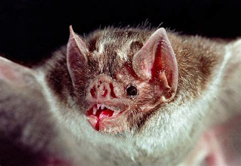 Vampire Bat Study Probes Mystery of Smell - SBU News