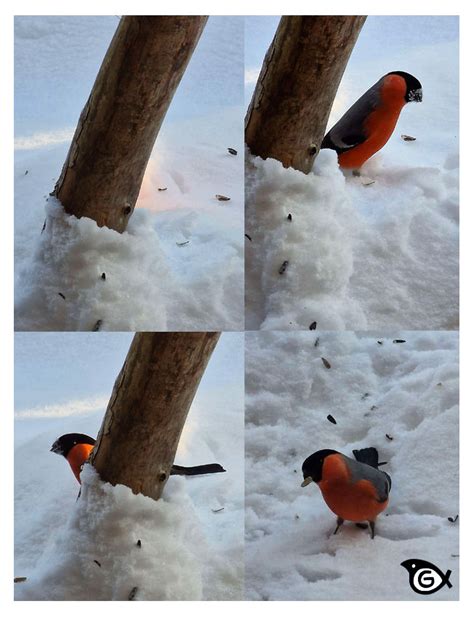 [Photo] Eurasian Bullfinch by griffsnuff on DeviantArt