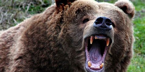 Kodiak – the largest brown bear | DinoAnimals.com