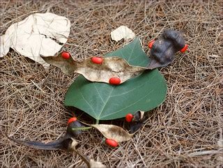 Coral Tree seeds and leaf on the ground | Erythrina coralloi… | Flickr