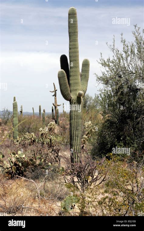 Arizona Saguaro Cactus Stock Photo - Alamy