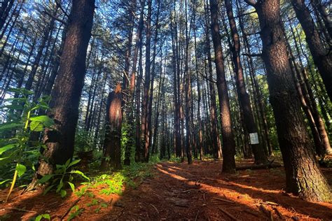 The Black Mountain Monster lurks in the woods — The Valley Echo