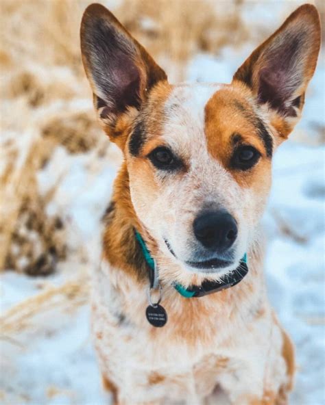 The Blue Heeler Corgi Mix: Everything You Need To Know