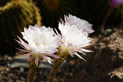 Visiting the Desert Botanical Garden – Jaeger's Blog