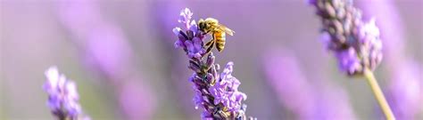 Honey Bees & Pollination | National Honey Board