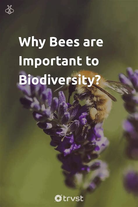 Bees And Biodiversity - Why Are Bees Important To Biodiversity?